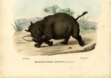 Rinoceronte nero, 1863-79